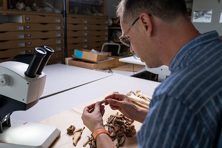 Le chercheur et son équipe analyseront les collections de centaines voire milliers d’os retrouvées sur différents chantiers de fouille © Gautier Dufau - université de Bordeaux