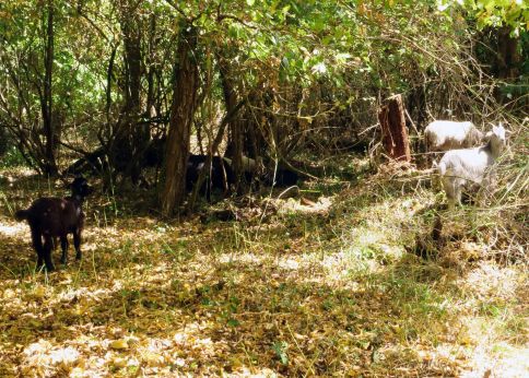 Photo Le pâturage permet d'entretenir des espaces verts difficiles d'accès © université de Bordeaux