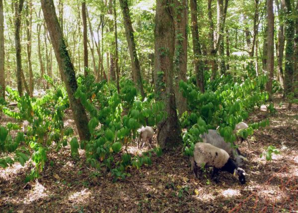 Photo : Un troupeau de brebis et de chèvres a investi le sous-bois du Laboratoire de physique des deux infinis © université de Bordeaux